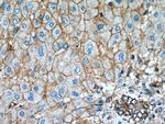 GHR Antibody in Immunohistochemistry (Paraffin) (IHC (P))