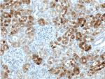 GHRHR Antibody in Immunohistochemistry (Paraffin) (IHC (P))