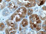 GHRHR Antibody in Immunohistochemistry (Paraffin) (IHC (P))