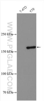 SYNM Antibody in Western Blot (WB)