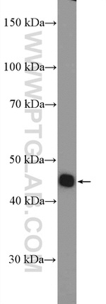 LHX3 Antibody in Western Blot (WB)