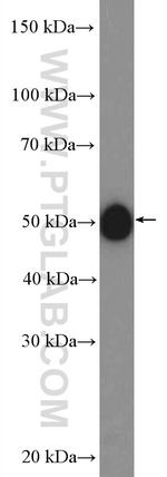 LHX3 Antibody in Western Blot (WB)