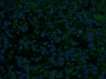 CHAT Antibody in Immunohistochemistry (PFA fixed) (IHC (PFA))