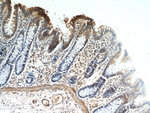 HPDL Antibody in Immunohistochemistry (Paraffin) (IHC (P))