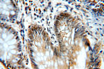 WDR24 Antibody in Immunohistochemistry (Paraffin) (IHC (P))