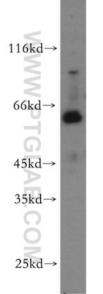 WDR24 Antibody in Western Blot (WB)