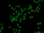 WDR55 Antibody in Immunocytochemistry (ICC/IF)