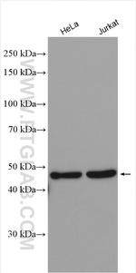 WDR55 Antibody in Western Blot (WB)