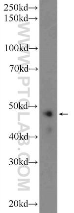 WDR55 Antibody in Western Blot (WB)