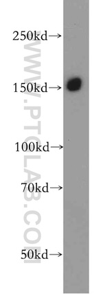 CLASP1 Antibody in Western Blot (WB)