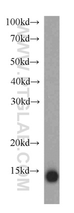 TXNDC17 Antibody in Western Blot (WB)