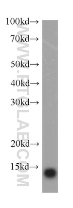 TXNDC17 Antibody in Western Blot (WB)