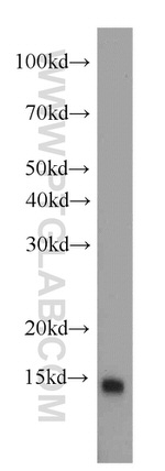 TXNDC17 Antibody in Western Blot (WB)