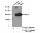 TXNDC17 Antibody in Immunoprecipitation (IP)