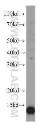 TXNDC17 Antibody in Western Blot (WB)