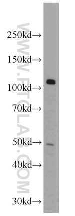 KDM1 Antibody in Western Blot (WB)