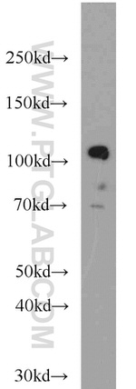 KDM1 Antibody in Western Blot (WB)