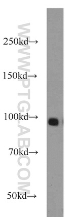 KDM1 Antibody in Western Blot (WB)