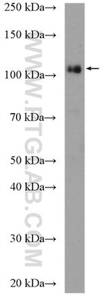 KDM1 Antibody in Western Blot (WB)