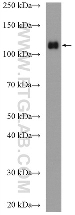 KDM1 Antibody in Western Blot (WB)