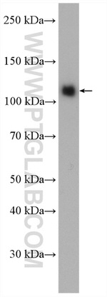 KDM1 Antibody in Western Blot (WB)