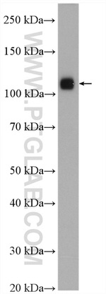 KDM1 Antibody in Western Blot (WB)