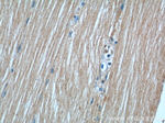 KAZALD1 Antibody in Immunohistochemistry (Paraffin) (IHC (P))