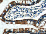 KAZALD1 Antibody in Immunohistochemistry (Paraffin) (IHC (P))