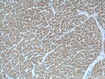 KAZALD1 Antibody in Immunohistochemistry (Paraffin) (IHC (P))