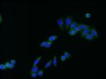 C9orf86 Antibody in Immunocytochemistry (ICC/IF)