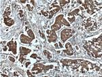 C9orf86 Antibody in Immunohistochemistry (Paraffin) (IHC (P))