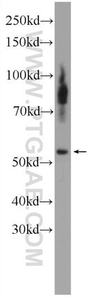 DAX-1 Antibody in Western Blot (WB)