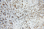 NSUN2 Antibody in Immunohistochemistry (Paraffin) (IHC (P))