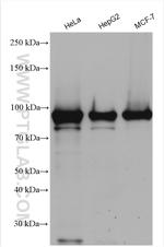 NSUN2 Antibody in Western Blot (WB)