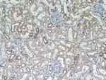 SLC38A4 Antibody in Immunohistochemistry (Paraffin) (IHC (P))