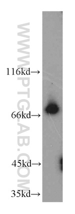 CCDC93 Antibody in Western Blot (WB)