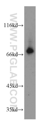 CCDC93 Antibody in Western Blot (WB)