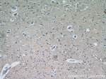 FAM76A Antibody in Immunohistochemistry (Paraffin) (IHC (P))