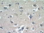 FAM76A Antibody in Immunohistochemistry (Paraffin) (IHC (P))