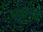 E-cadherin Antibody in Immunohistochemistry (PFA fixed) (IHC (PFA))