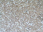 E-cadherin Antibody in Immunohistochemistry (Paraffin) (IHC (P))