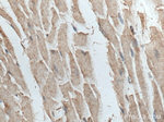 TTC19 Antibody in Immunohistochemistry (Paraffin) (IHC (P))