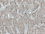 TTC19 Antibody in Immunohistochemistry (Paraffin) (IHC (P))