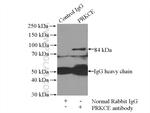 PKC epsilon Antibody in Immunoprecipitation (IP)