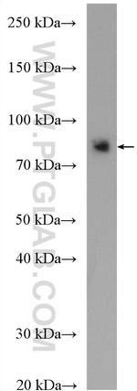 PKC epsilon Antibody in Western Blot (WB)