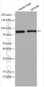 PKC epsilon Antibody in Western Blot (WB)