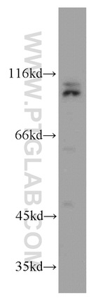 CUL4B Antibody in Western Blot (WB)