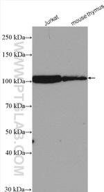 CUL4B Antibody in Western Blot (WB)