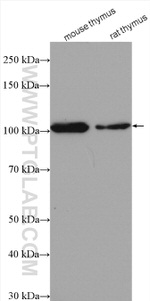 CUL4B Antibody in Western Blot (WB)