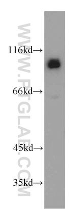 CUL4B Antibody in Western Blot (WB)